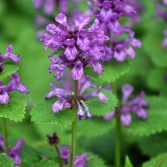 Andoorn Superba - Stachys grandiflora