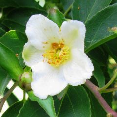 Stewartia monadelpha - Boomcamelia