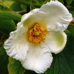 Stewartia pseudocamellia Koreana - Schijncamelia