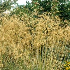 Stipa gigantea - Reuzenvedergras