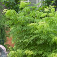 Sambucus racemosa Lemony Lace - Trosvlier