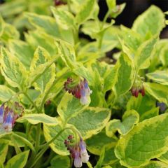 Symphytum Goldsmith - Russische smeerwortel