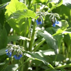 Symphytum azureum - Smeerwortel