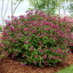 Syringa Bloomerang Dark Purple - Dwergsering