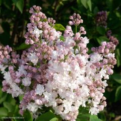 Syringa vulgaris Belle de Moscou - Gewone sering