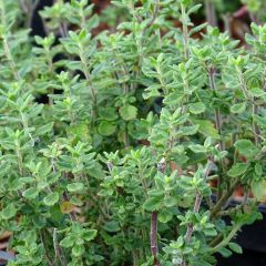 Teucrium lucidrys - Gamander