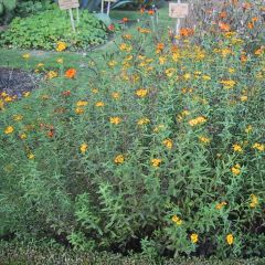 Mexicaanse dragon - Tagetes lucida