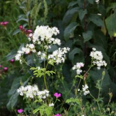 Thalictrum aquilegifolium Album - Akeleiruit