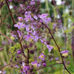 Thalictrum delavayi Splendide - Chinese ruit