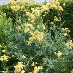 Thalictrum flavum glaucum - Poelruit