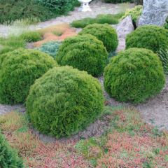 Thuja occidentalis Danica - Westerse levensboom