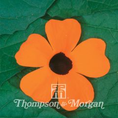 Thunbergia alata Superstar Orange (zaad) - Suzanne-met-de-mooie-ogen