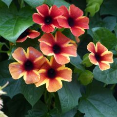 Thunbergia alata Tangerine Slice - Suzanne-met-de-mooie-ogen