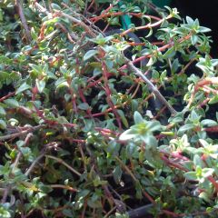 Karwijtijm - Thymus herba-barona
