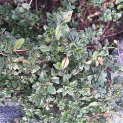 Wilde tijm BIO Ferme de Sainte Marthe - Thymus serpyllum