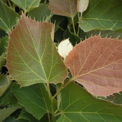 Tilia henryana Arnold Select - Henrylinde