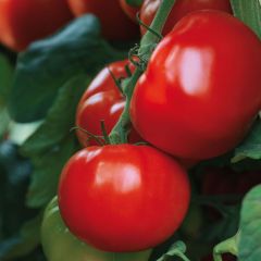 Tomaat Maestria F1 BIO La Sélection du Chef