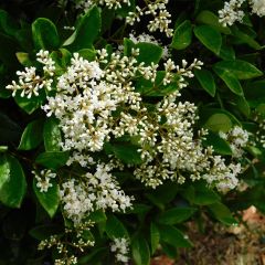 Ligustrum japonicum - Japanse liguster