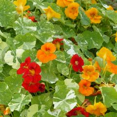 Oost-Indische kers Alaska Mix (zaad) - Tropaeolum majus