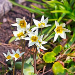 Tulipa turkestanica - Turkestaanse tulp