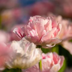 Tulipa Angelique - Dubbele late tulp