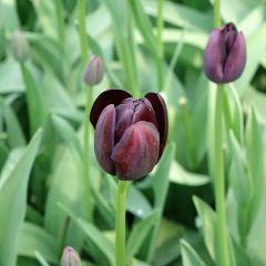 Tulipa Reine de la Nuit - Enkele late tulp