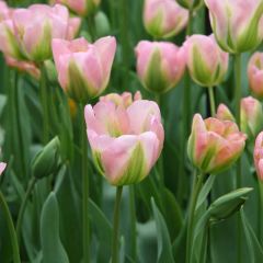 Tulipa viridiflora Groenland - Viridiflora tulp