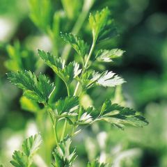 Platte peterselie - Petroselinum crispum (zaad)