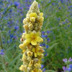 Verbascum thapsus - Koningskaars