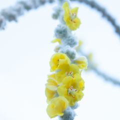 Verbascum bombyciferum Polarsommer - Toorts