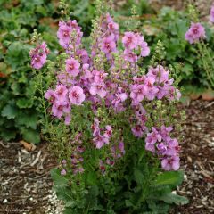 Verbascum Sugar Plum - Toorts