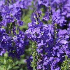 Veronica austriaca Knallblau - Brede ereprijs