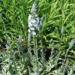 Veronica gentianoides Variegata - Gentiaan-ereprijs
