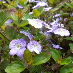 Veronica petraea - Ereprijs