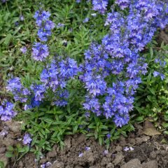 Veronica prostrata - Liggende ereprijs