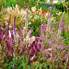Veronicastrum virginicum Fascination - Virginische ereprijs