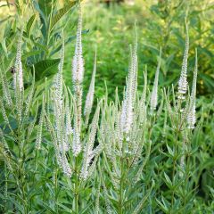 Veronicastrum virginicum var. album - Virginische ereprijs