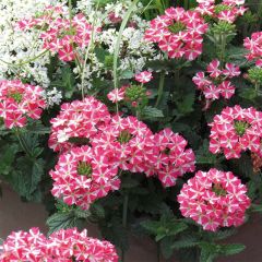 Verbena Superbena Coral Star - Hangverbena