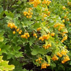 Viburnum opulus Xanthocarpum - Gelderse roos