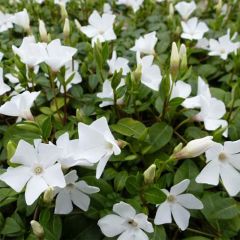 Vinca minor White Power - Kleine maagdenpalm