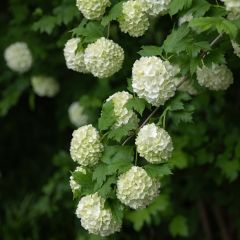 Viburnum opulus Roseum - Gelderse roos