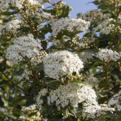 Viburnum tinus - Lauriersneeuwbal