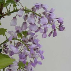 Wisteria venusta Okayama - Blauwe regen