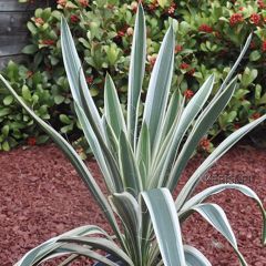 Yucca filamentosa Ivory Tower - Palmlelie
