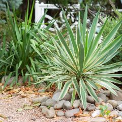 Yucca gloriosa Variegata - Dague espagnole