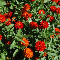 Zinnia zahara Double Fire - Zahara-bloem
