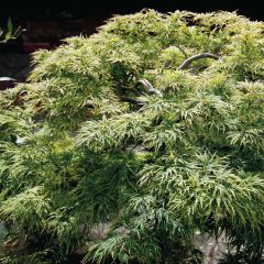 Acer palmatum Dissectum - Japanse esdoorn