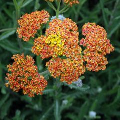 Achillea millefolium Terracotta - Duizendblad