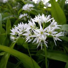 Allium ursinum - Daslook