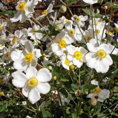 Anemone Honorine Jobert - Herfstanemoon